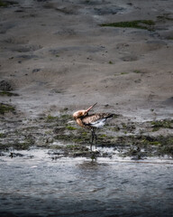 A Godwit stands in a muddy estuary, preening its feathers in shallow water. The bird's head is tilted back to reach its feathers, creating a unique pose.