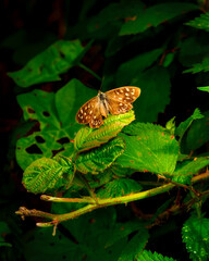 Speckled wood butterfly rests on green foliage in a natural habitat, wings spread, displaying distinctive markings.