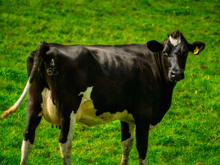 A dairy cow with black and white markings stands in a field of bright green grass. The animal is tagged and marked with the number 465. It is looking directly toward the camera.