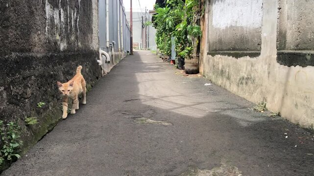 Ginger cat walking along a narrow alleyway, urban scene
