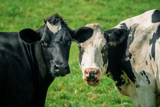Two curious black and white cows stand close together in a grassy field. One is solid black, and the other has black and white spots. They both appear to be staring at something.