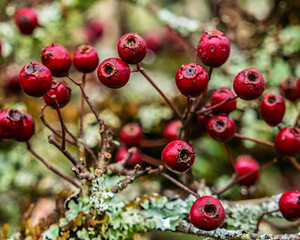 The subject focuses on a cluster of red berries attached to thorny branches covered with lichen, observed during the Autumn season in the English countryside.