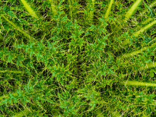 The full frame shot shows a cluster of thistle leaves with sharp spines. The bright green plant with yellow spines takes up the entire view.