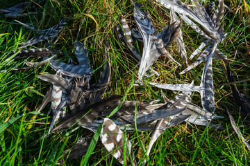 Scattered bird feathers lie among blades of green grass in a field, possibly after a predation event or molting period.