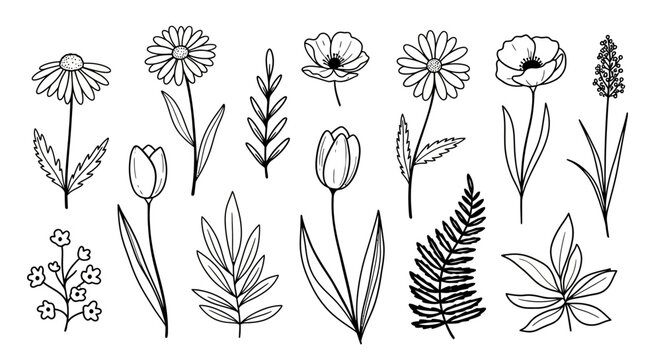 Botanical sketches collection, showcasing delicate floral arrangements in a simplistic drawing