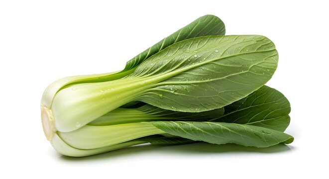 Fresh bok choy vegetable with water droplets on green leaves and white stems isolated on white background