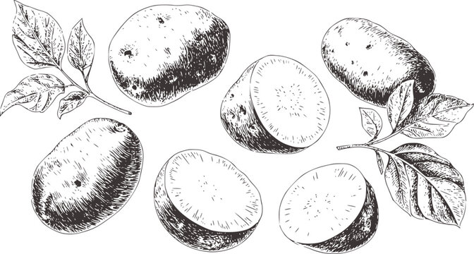Black and white ink sketch of potatoes and leaves tuber