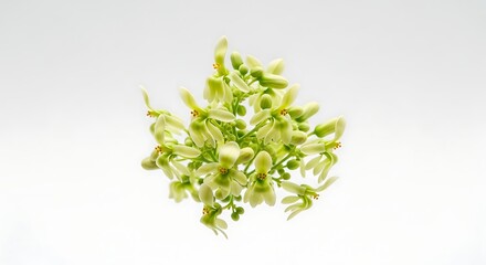 Delicate cluster of pale green moringa flowers with yellow stamens against a clean white background