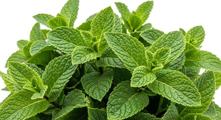 Close up of vibrant green mint leaves with visible texture and water droplets on a white background