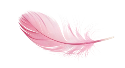 Delicate pink feather isolated on a black background
