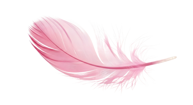 Delicate pink feather isolated on a black background