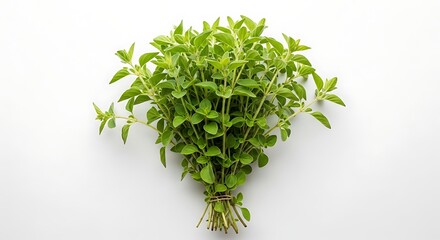 Fresh green oregano herb bunch tied with rubber band on white background plant