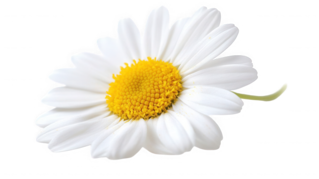 A single white daisy with a yellow center on  in a macro close up shot on transparent background