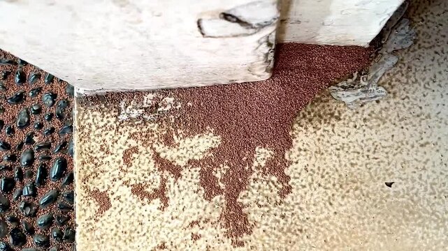 Termites destroying wood from the ground - problem in house concept
