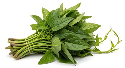 Fresh green vine spinach leaves and stems tied with a rubber band on a white background image