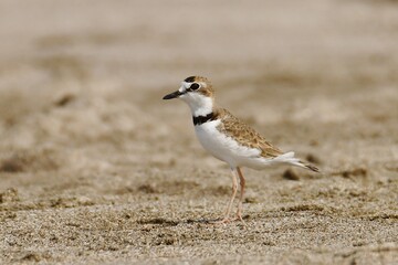 Collared plover (Anarhynchus collaris) on the beach of Chacocente Wildlife Refuge at the Pacific coast of Nicaragua