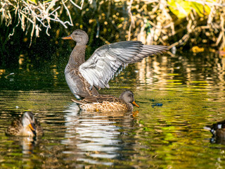 池で羽ばたくオカヨシガモのメス