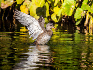 池で羽ばたくオカヨシガモのメス