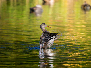 池で羽ばたくオカヨシガモのメス