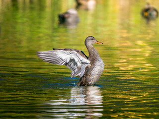 池で羽ばたくオカヨシガモのメス