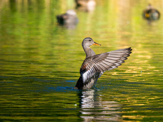 池で羽ばたくオカヨシガモのメス