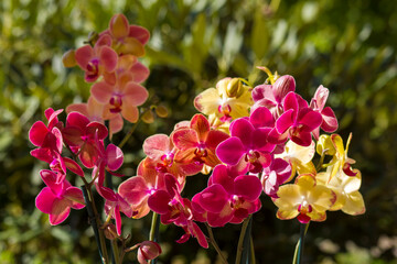 Beautiful orchid flowers - phalaenopsis