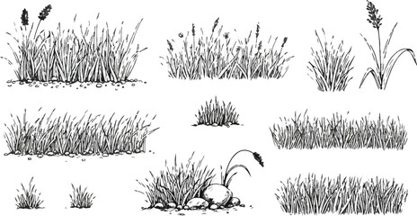 Hand Drawn Grass and Rocks Illustrations on White Background Keywords grass, reeds, sedges