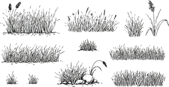 Hand Drawn Grass and Rocks Illustrations on White Background Keywords grass, reeds, sedges