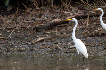 Two great egrets wading in shallow muddy water Amazon river