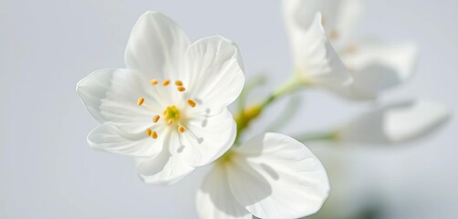 Delicate white bloom, pristine petals, soft focus, pure white background, texture, pure
