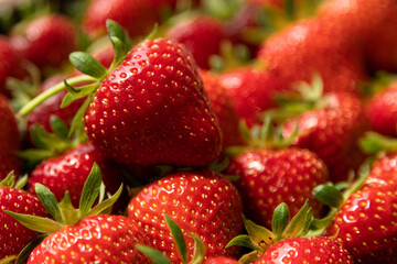 Lots of fresh red strawberries. One large strawberry lies on top