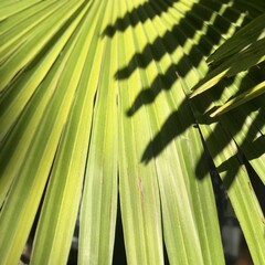 Green palm leaf with shadows from another leaf