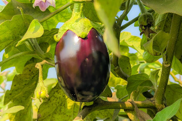 A purple fruit known as brinjal, auberigine or egg plant, purple eggplant on the plant, Detail of...