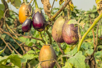 A purple fruit known as brinjal, auberigine or egg plant. infected eggplant, infection, Detail of products grown in an ecological garden and with irrigation drop by drop