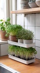 LED microgreens rack in modern kitchen