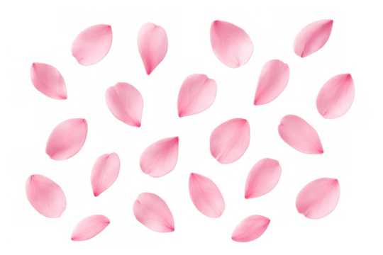 Pink petals scattering slowly, representing love, romance, spring, and natural beauty on a transparent background