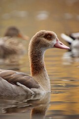 A wild goose is swimming on a river.