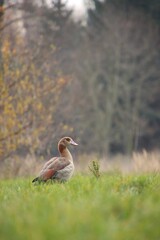 A wild goose is grazing in a meadow.