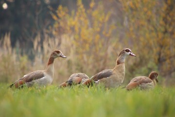 A flock of wild geese is grazing in a meadow.