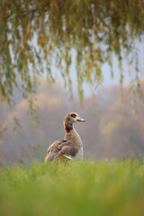 A wild goose is grazing in a meadow.