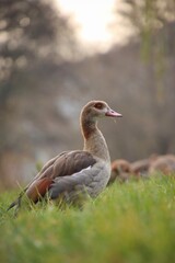 A flock of wild geese is grazing in a meadow.