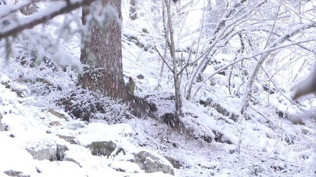 Picchio verde sotto la nevicata mentre caccia formiche rufe &ndash; Green woodpecker in snowfall hunting red wood ants &ndash; Picus viridis