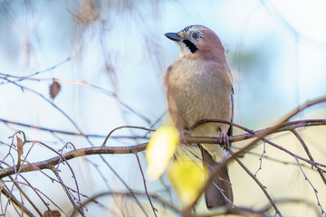 Sójka zwyczajna (Garrulus glandarius) siedząca na gałęzi drzewa. Jesienny portret ptaka z błękitnym niebem w tle.