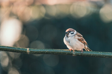 ptak mazurek (Passer montanus)