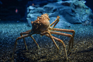 The japan spider king crab or alaska king crab at kaiyukan aquarium , Osaka ,Japan