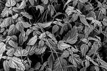 Czarno-białe tło zmrożonych liści. Tekstura natury pokryta szronem w zimowy poranek.