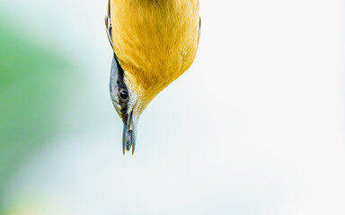 Kowalik pospolity wiszący głową w d&oacute;ł na jasnym tle