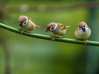 ptak mazurek (Passer montanus) © Henryk Niestrój