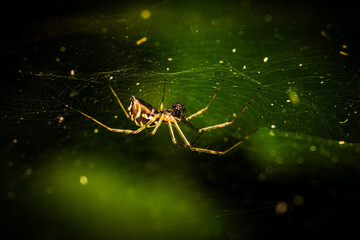 Pająk na sieci w mrocznym, zielonym otoczeniu