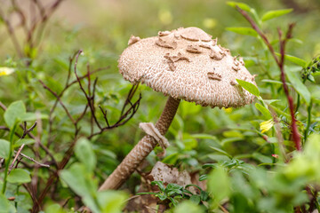 Czubajka kania (Macrolepiota procera) rosnąca w lesie. Jadalny grzyb z dużym kapeluszem pośród zielonych krzewów jagód.